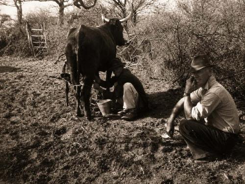 Dawid milking cowsa