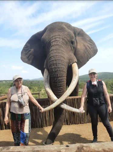 Gui elephantvisit hluhluwe